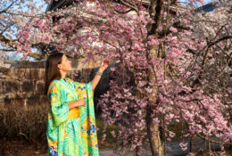 Japan_Sakura_2025 (27/79)